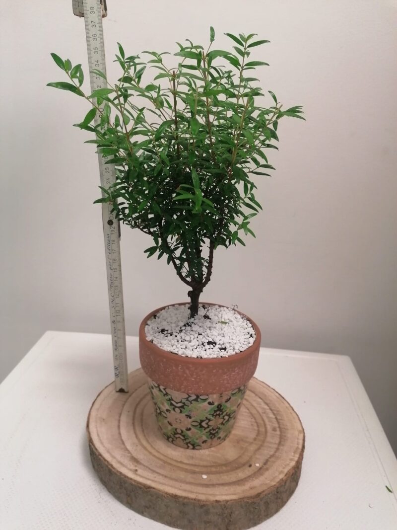Bomboniere green con piante e bonsai sostenibili per matrimoni ed eventi. Idee naturali, vive ed ecologiche.