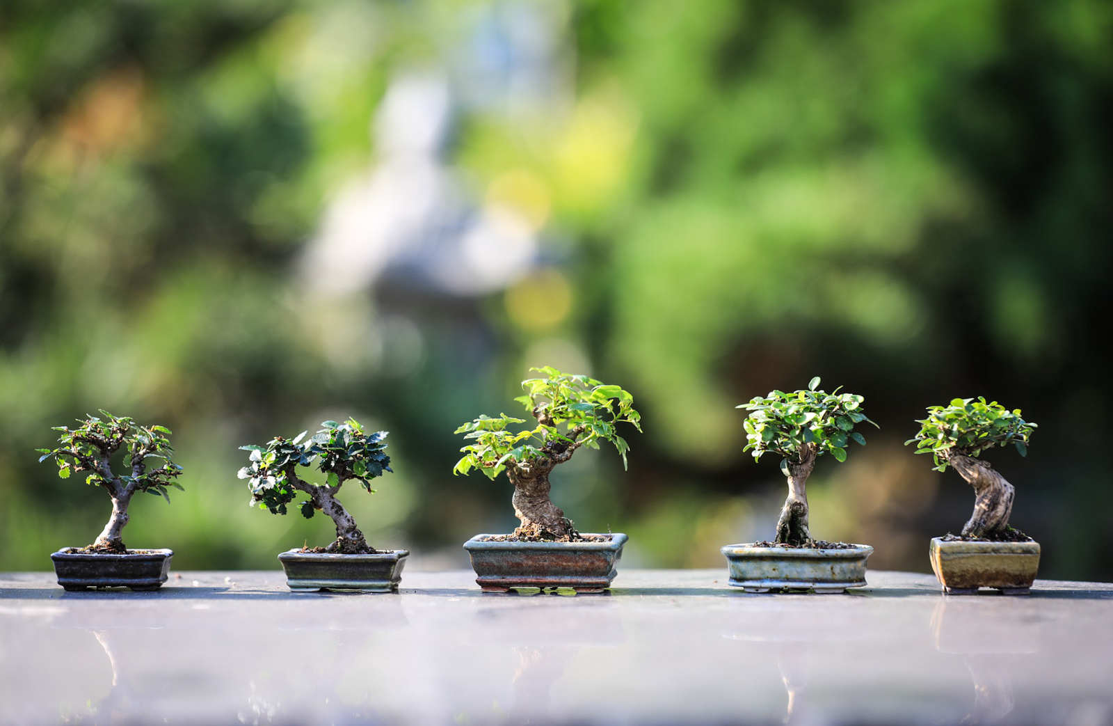 Cosa sono i Bonsai? Scopri tutti i segreti su Bomboniere Green