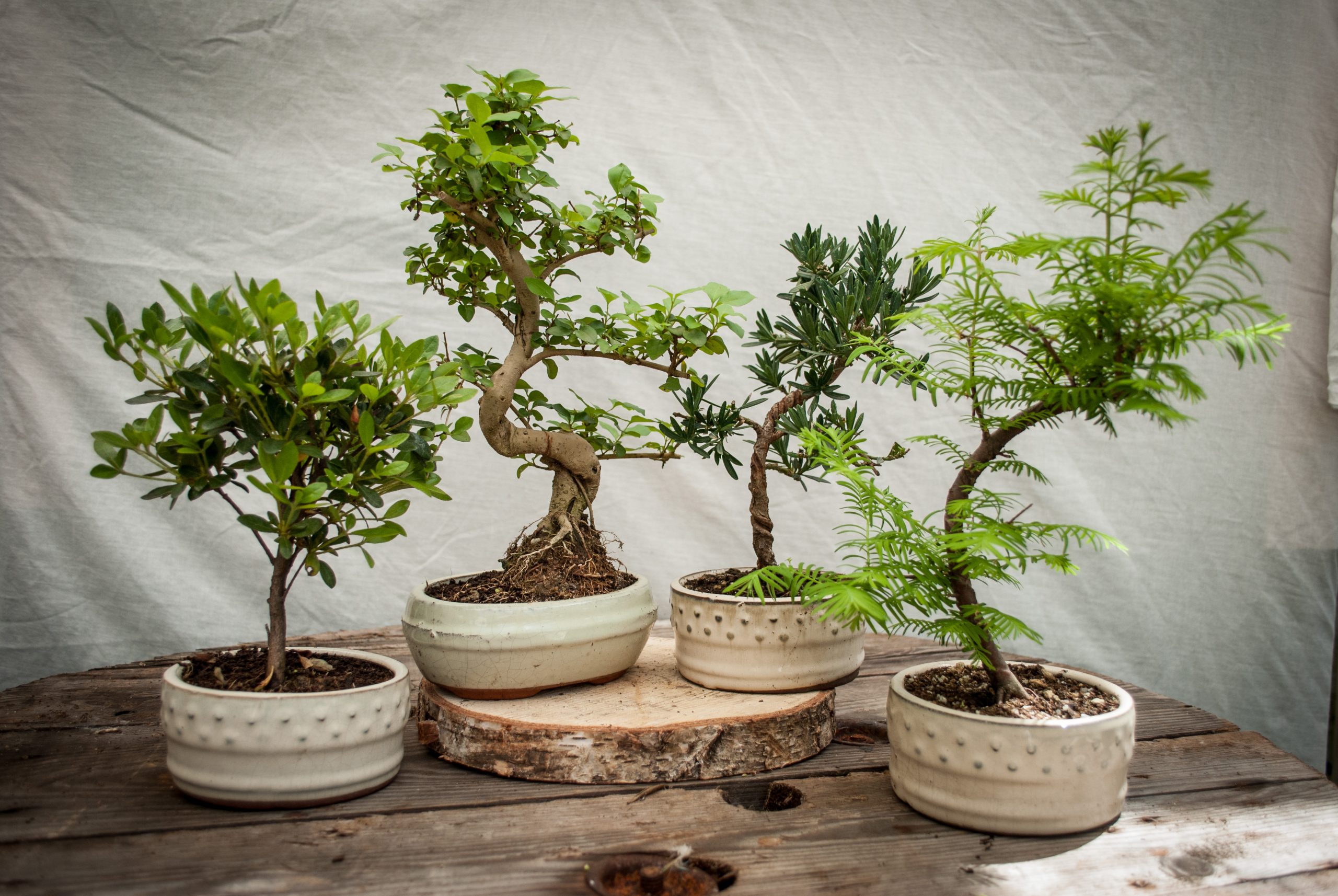 Bonsai Online Bomboniere Green