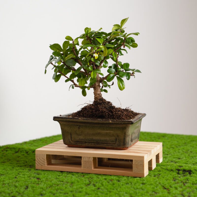 bonsai vivo come bomboniera green
