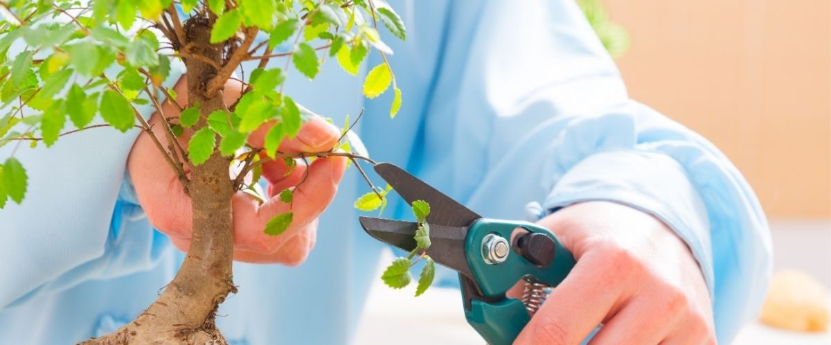 Come Curare un Bonsai