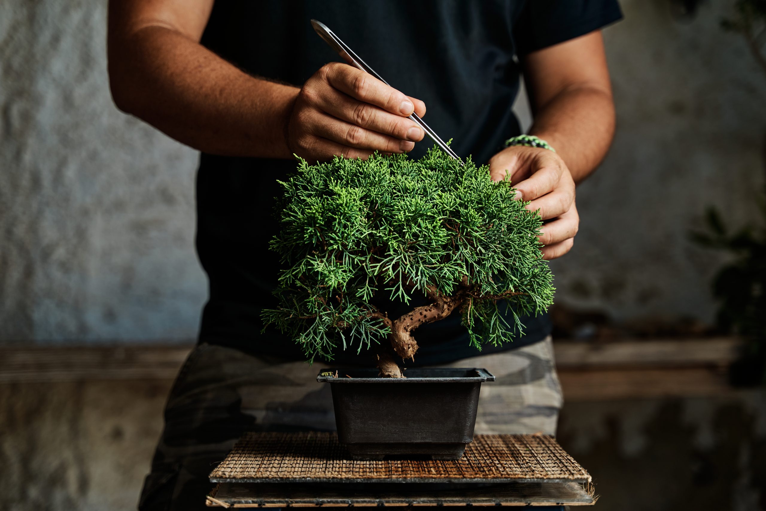 Potatura dei Bonsai