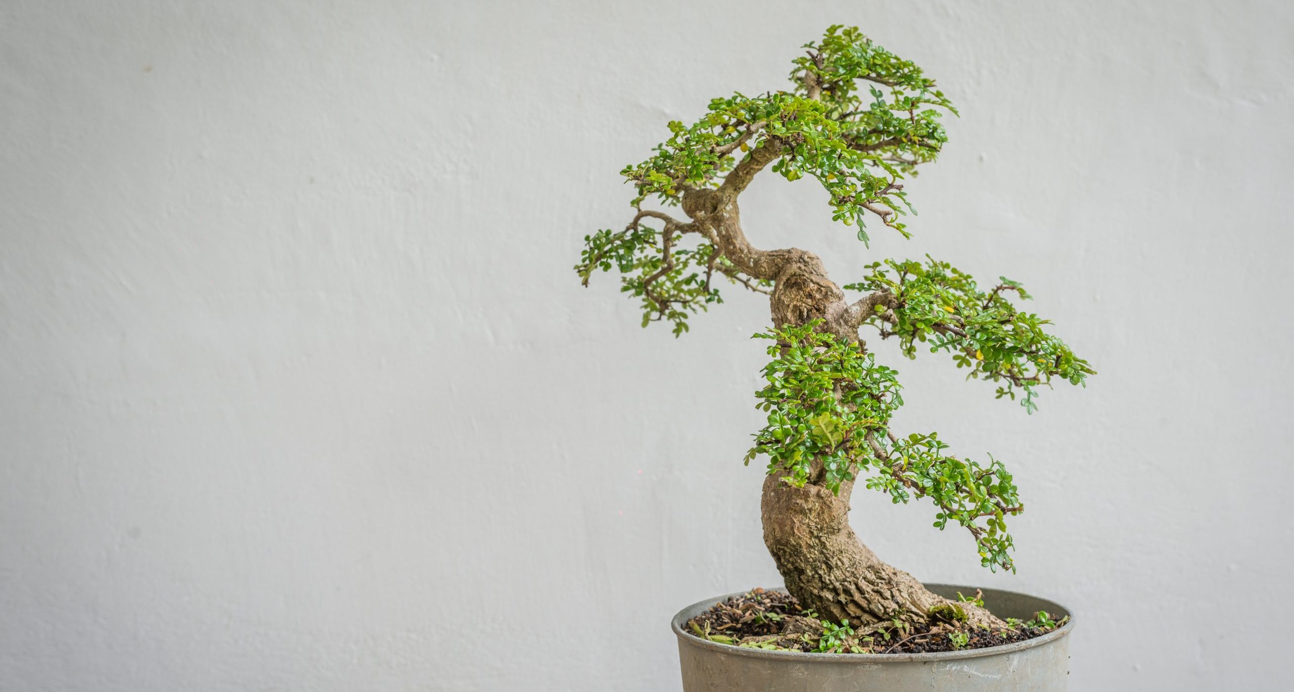 Guida cura Bonsai