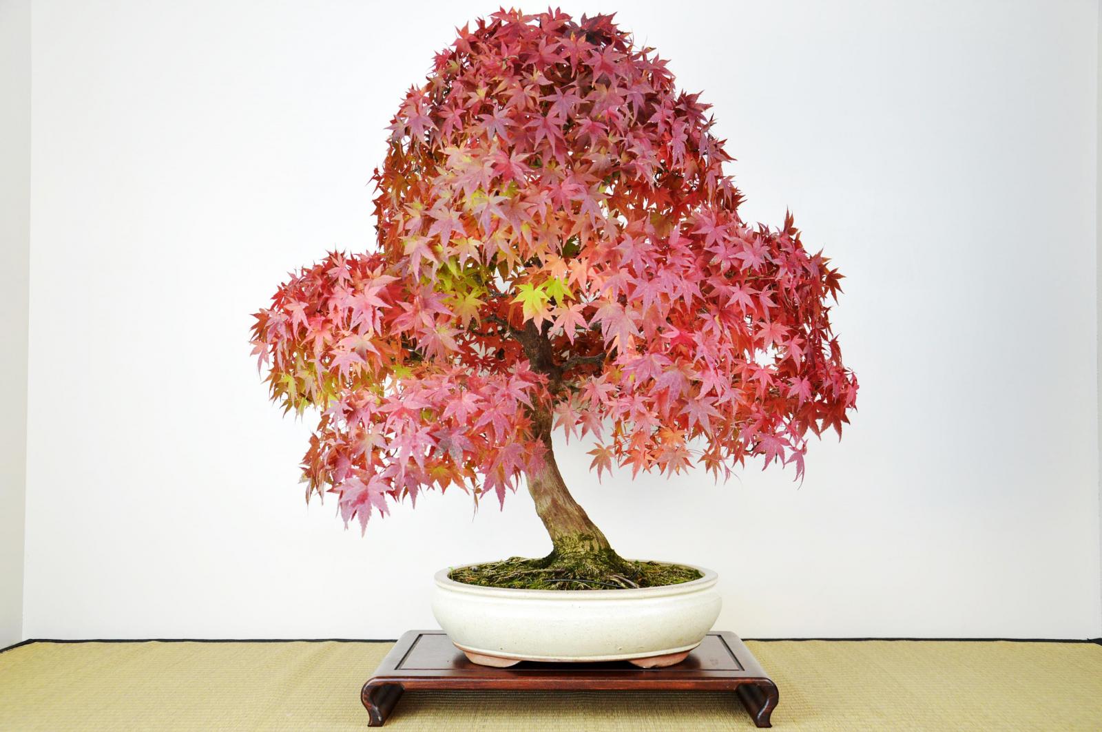 Bonsai Acero Rosso