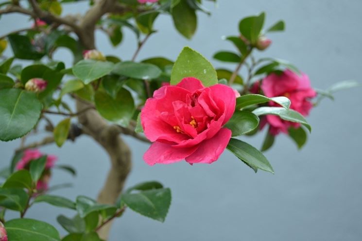 Bonsai Camelia