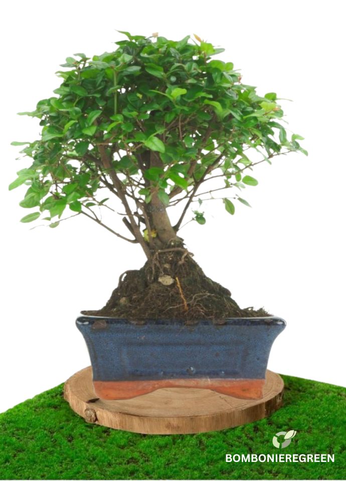 Bomboniere bonsai green per matrimoni ed eventi, partecipazioni